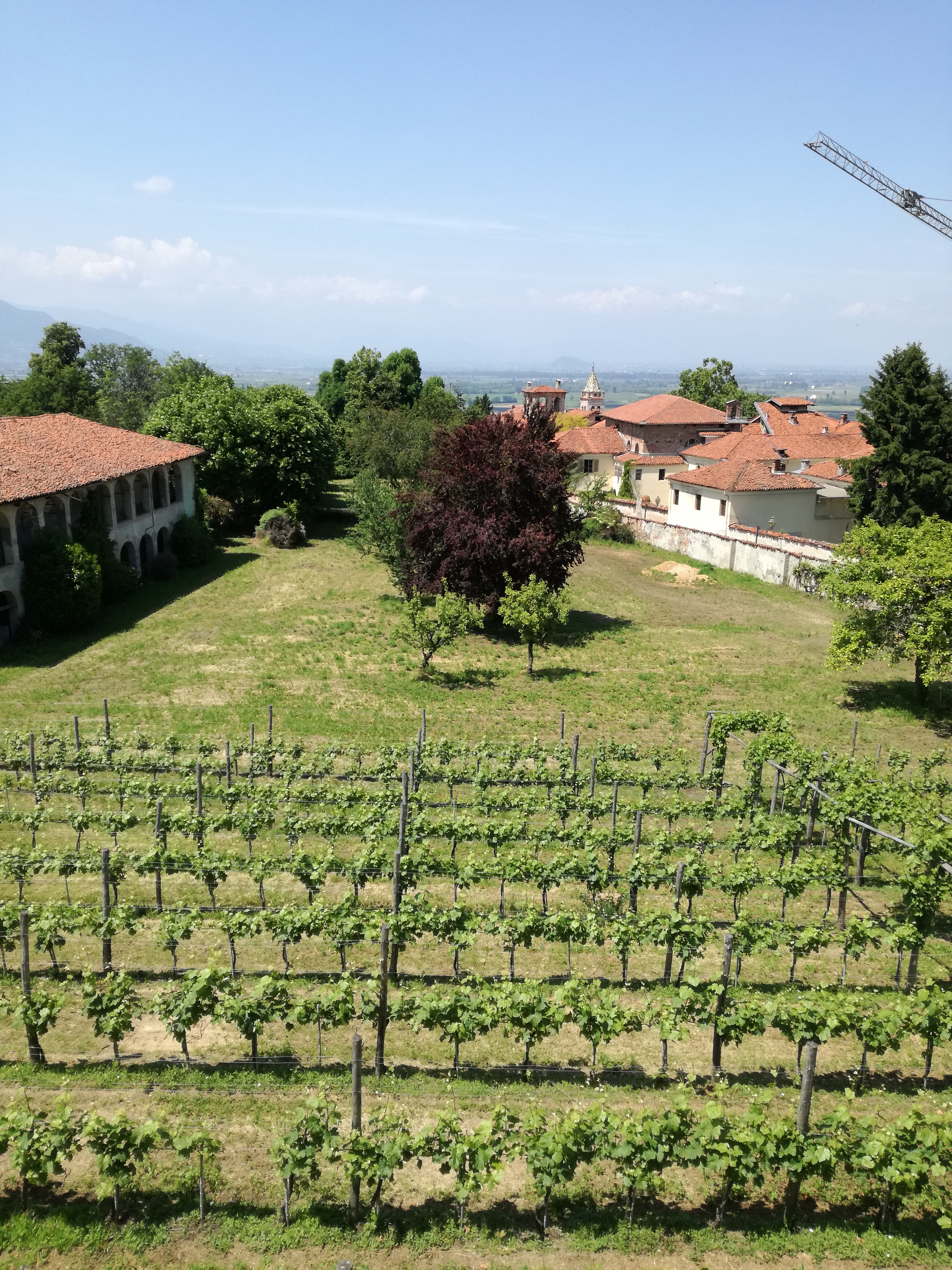 Albero in primavera inoltrata